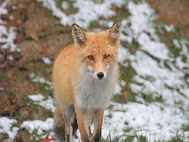 kitsune.jpg